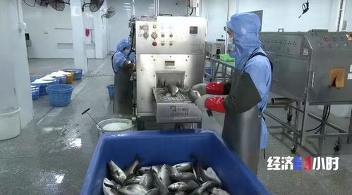 珠海打造“年魚之都” 預制菜產業年產值超1.5億元，紡織業協同發展